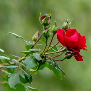 Vrtnica plezalka - Climber - Roza - Amadeus® - 